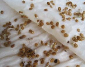 Пошаговое выращивание рассады перцев из семян для начинающих Выращивание рассады болгарского перца в домашних условиях